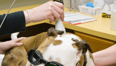 Image for Dog Treatment and Laser